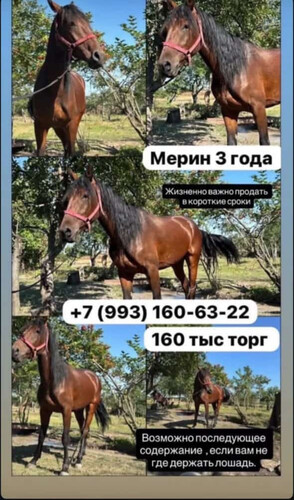 Кому не сложно, убедительная просьба сделать репост лошади 🐎